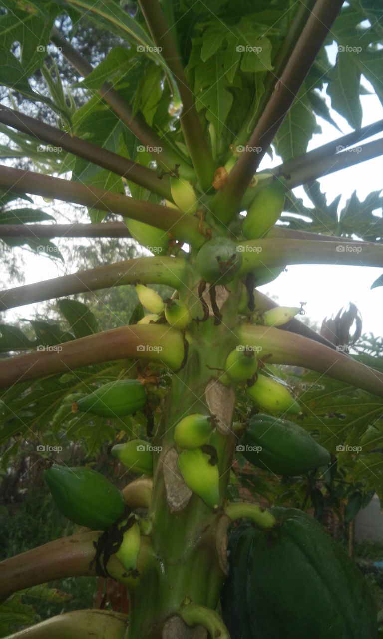 frutas de papayas
