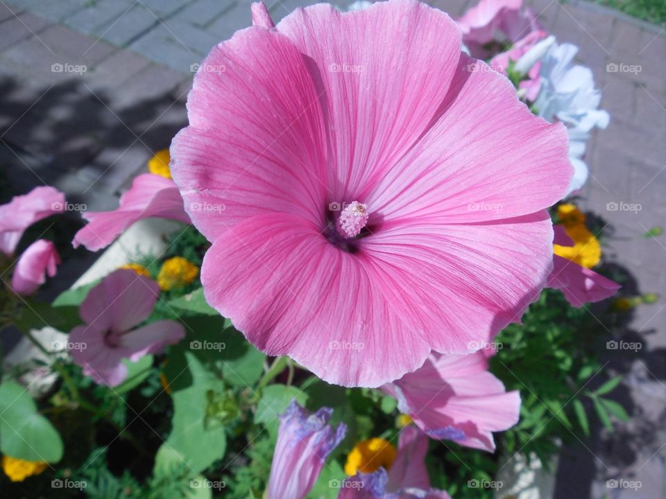 makro,flower. pink,flower