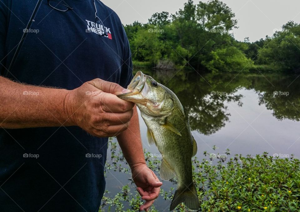 Large Mouth Bass