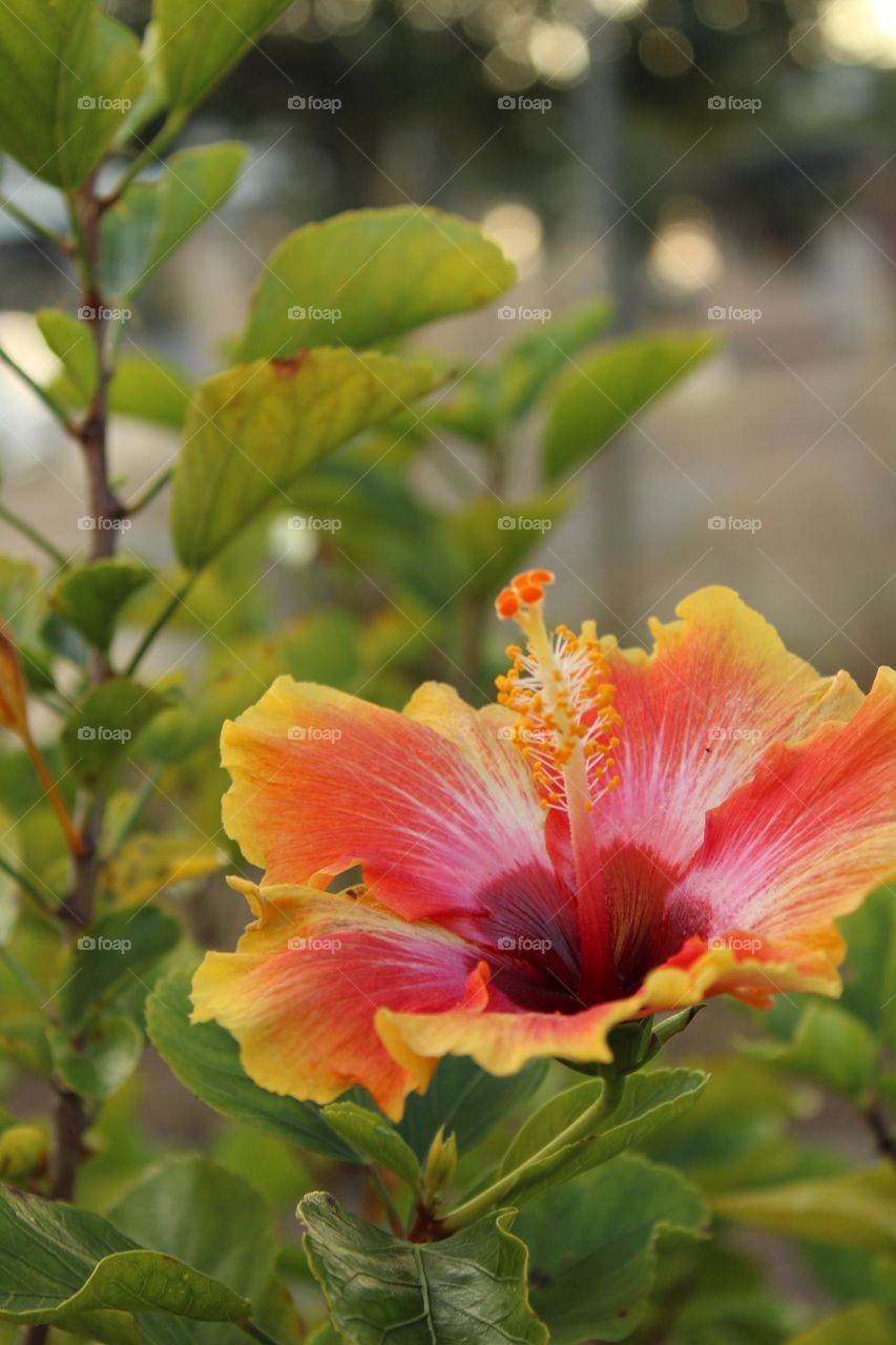 Hibiscus 