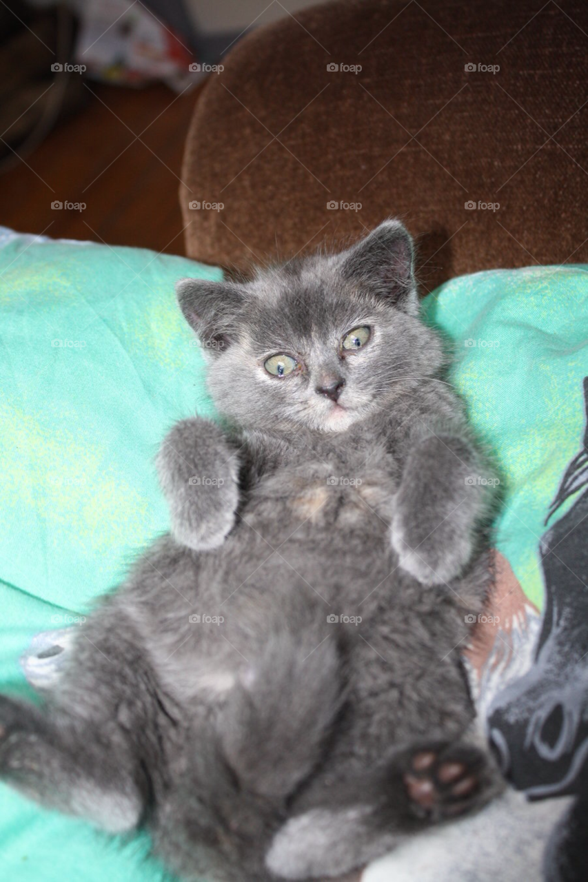 cat surprised kitty cozy by MissMartaa