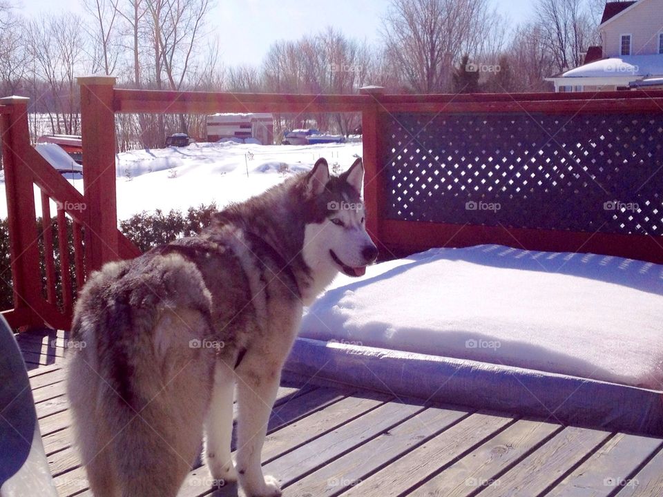 Incredible Husky Dogs