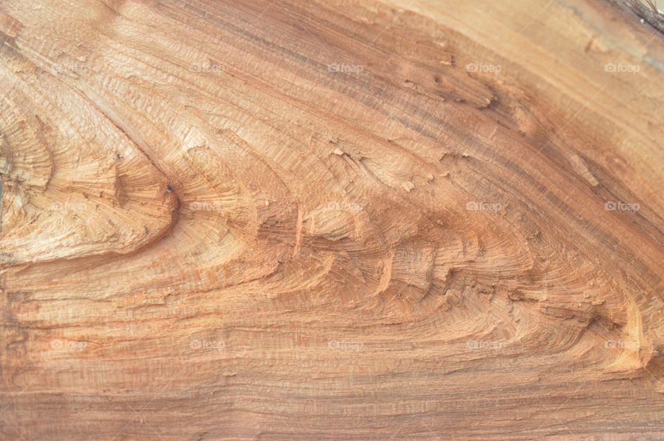 texture wood saw cut fruit tree veined wallpaper background