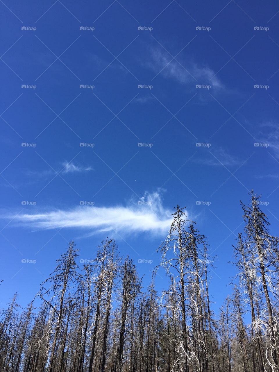 Angel Wing Cloud. Bright blue sky with a whispy white cloud and burned trees