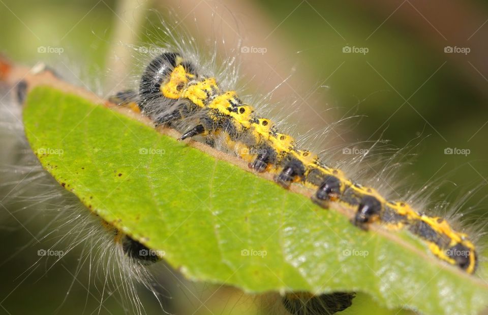 Caterpillar on the green leaf