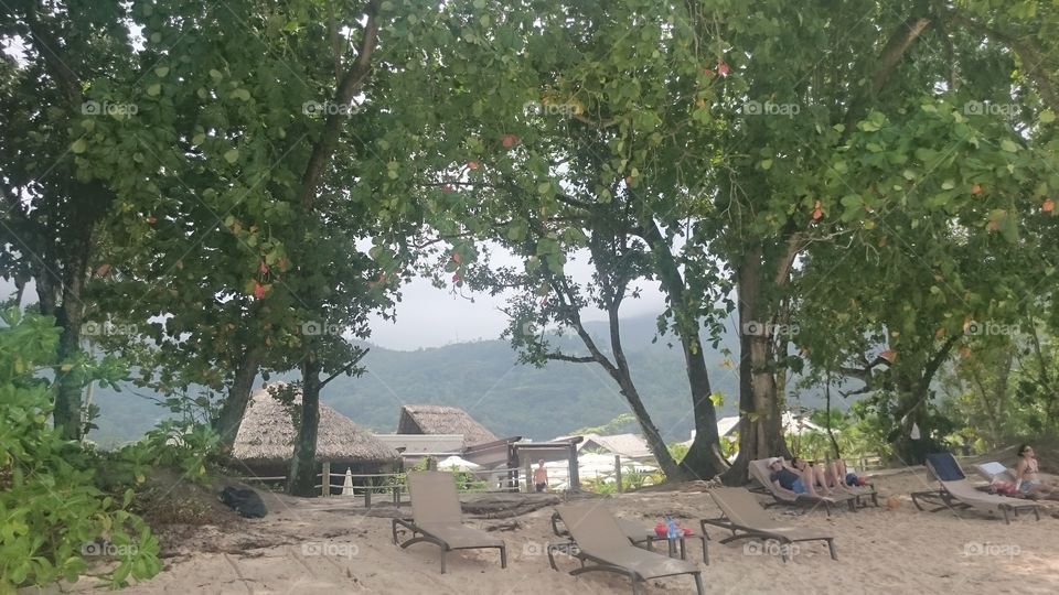 Tree, No Person, Summer, Landscape, Travel