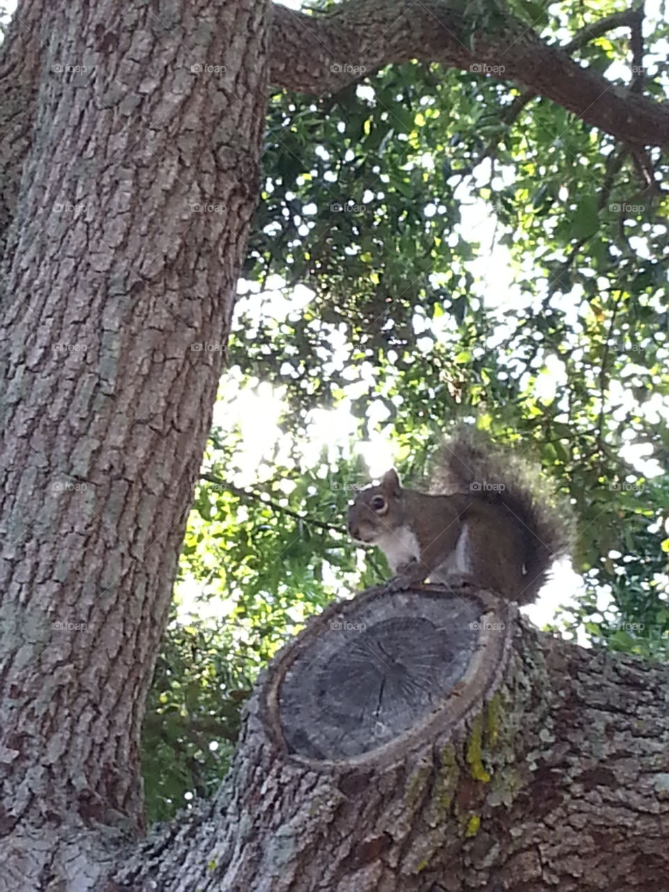 Squirrel on guard. Sentinel  Squirrel