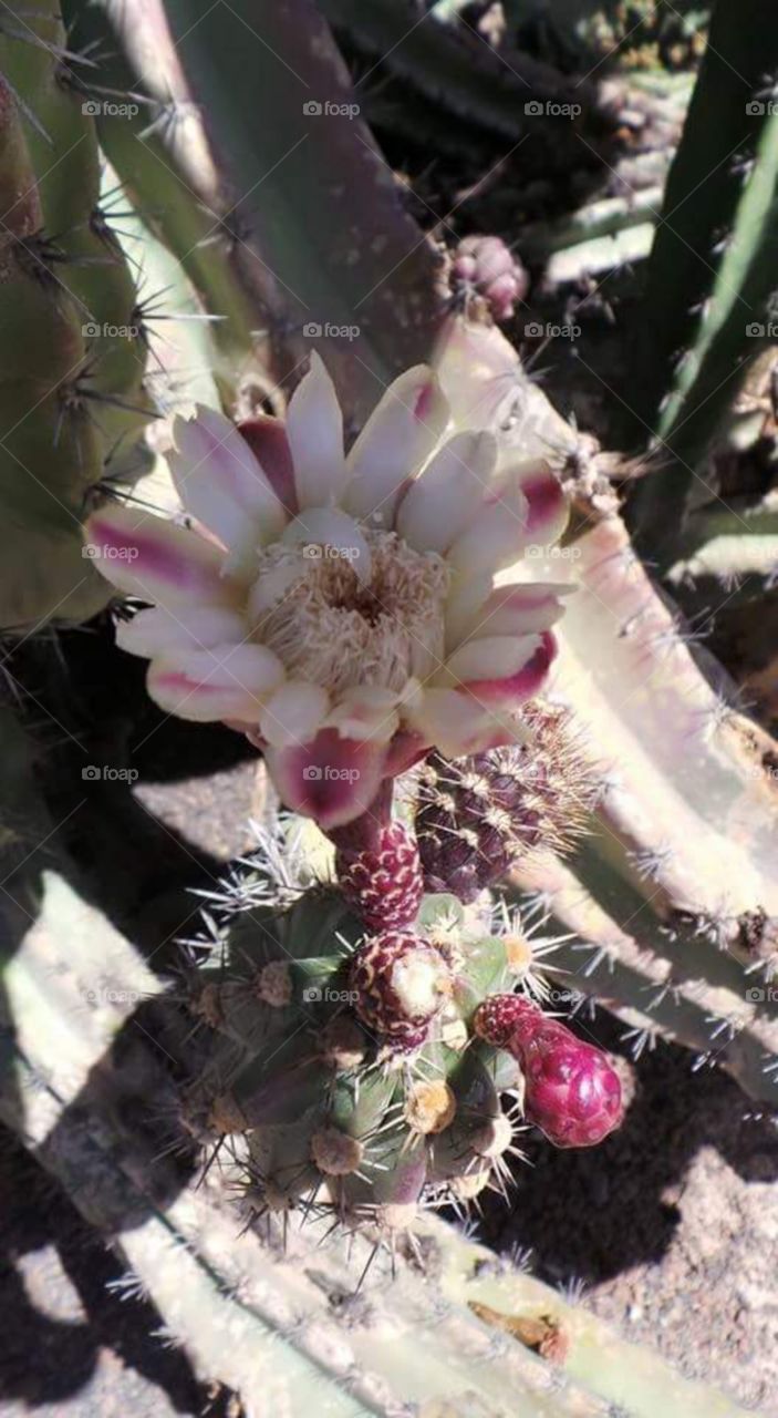 Spain cactus in flower