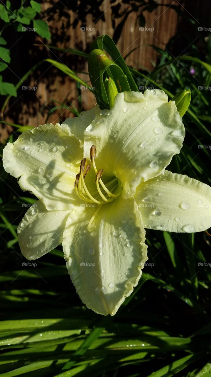 closeup of a large single yellow daylily flower