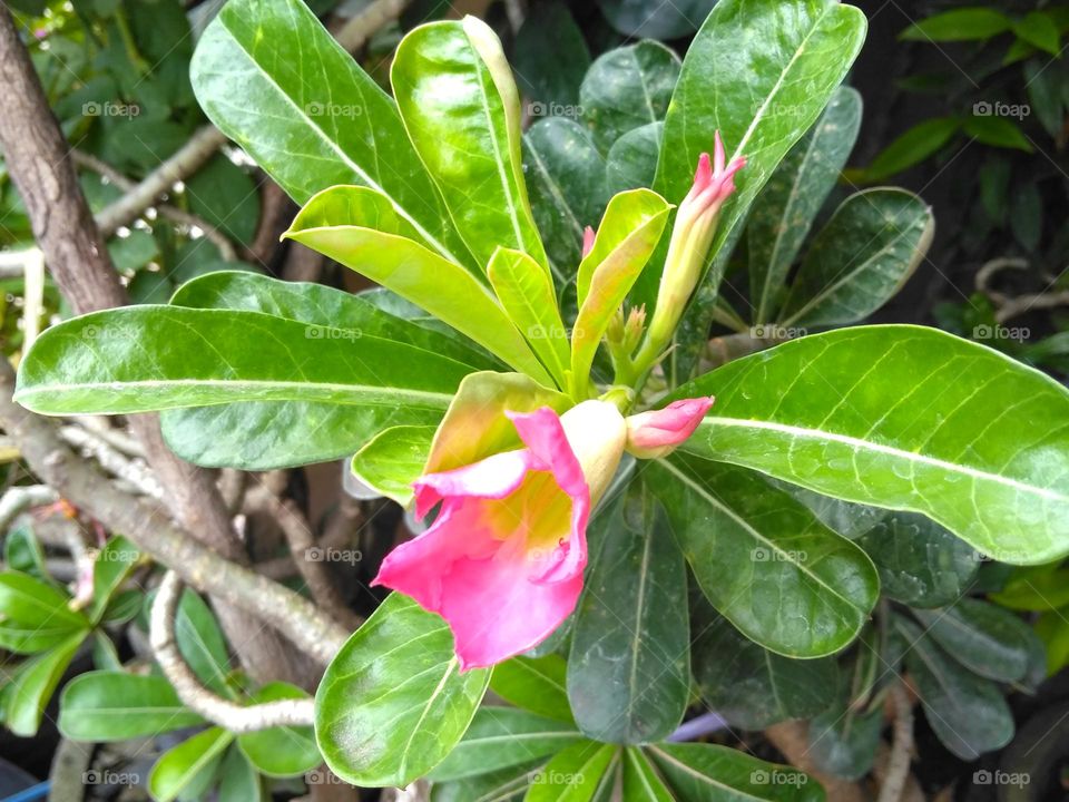 Pink flower on the park