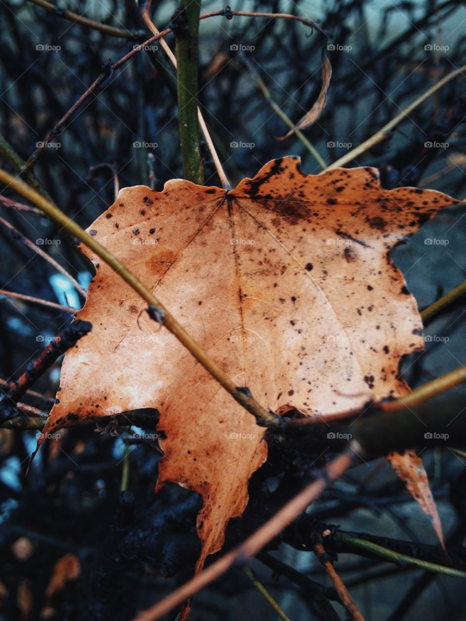 Close-up of autumn leaf