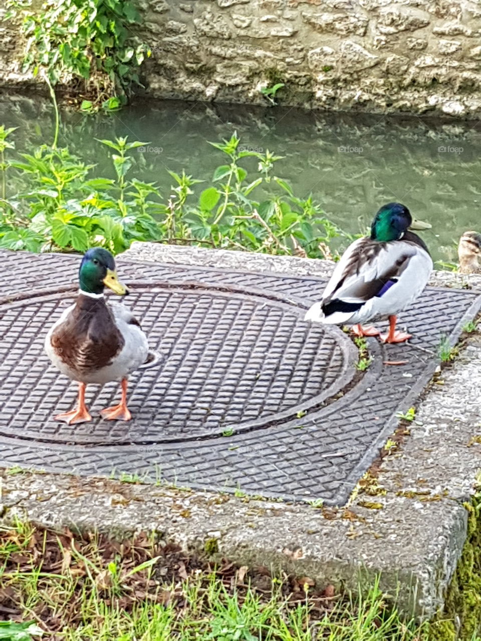 hello ducks!