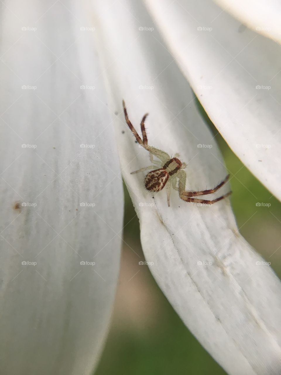 Tiny spider on daisy