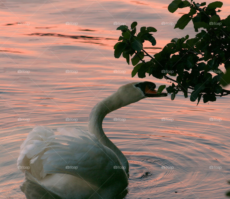 tree lake river bird by mmcook