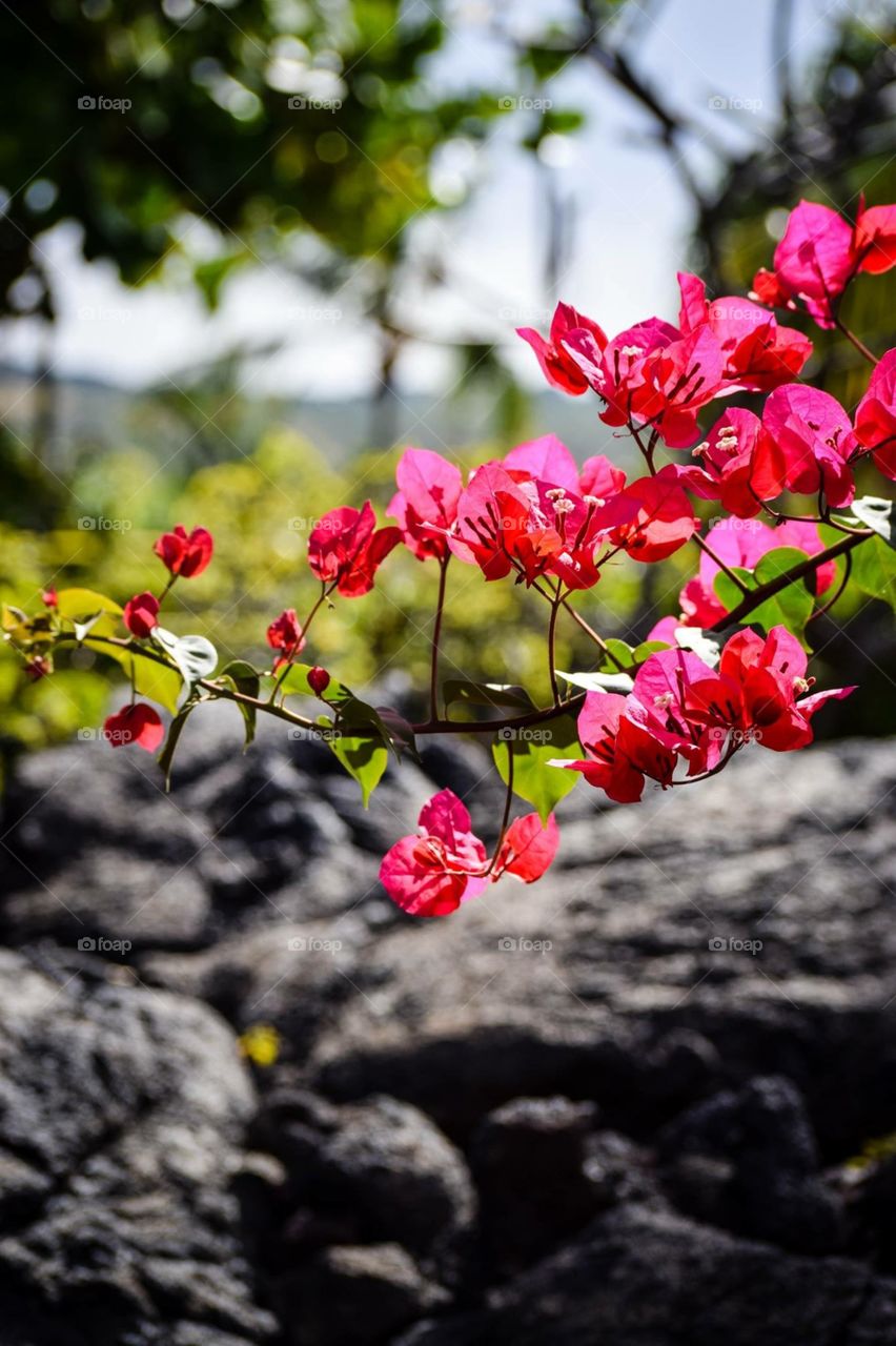 Beautiful pink flowers with a lava rock contrast background the beauty mixed with the lava is a cool concept 