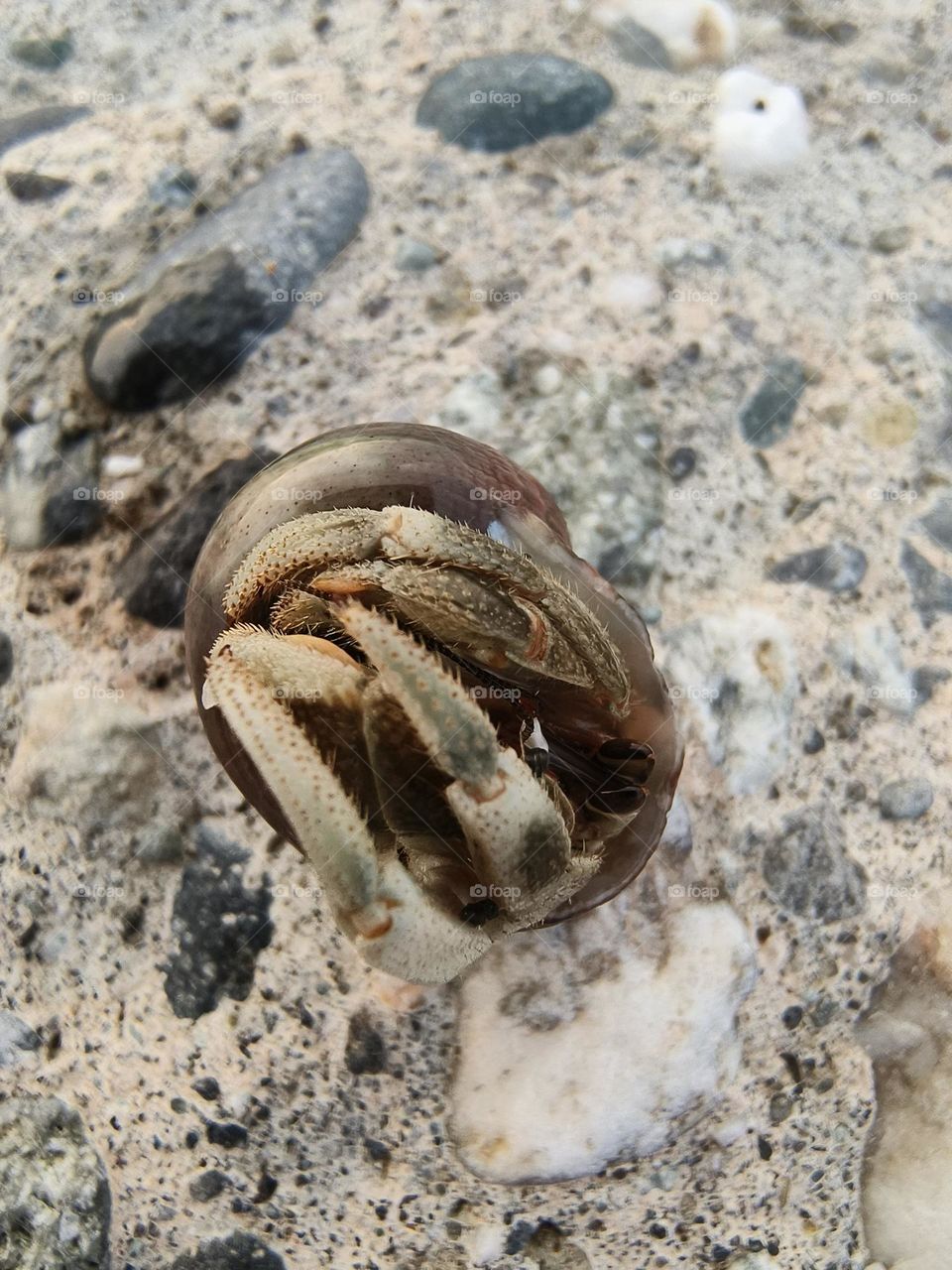 Hermit Crab in Chenggong Township, Taitung County