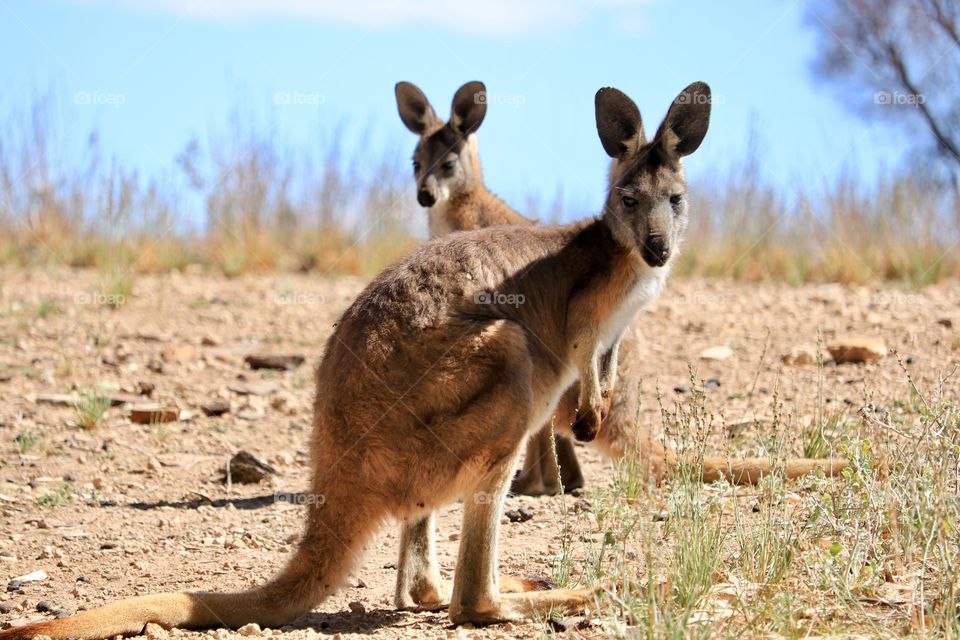 Pair of kangaroos in the wild south Australian outback staring at camera full body 