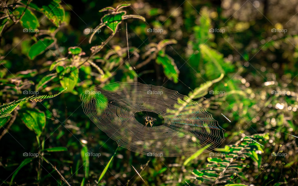 A beautiful spider staying on its beautiful web hit by the morning sunlight, clearly shows that spring will bring a good hope, and good things