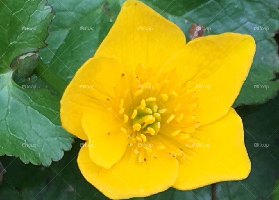 Yellow flower