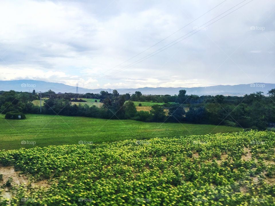 Tuscany field 