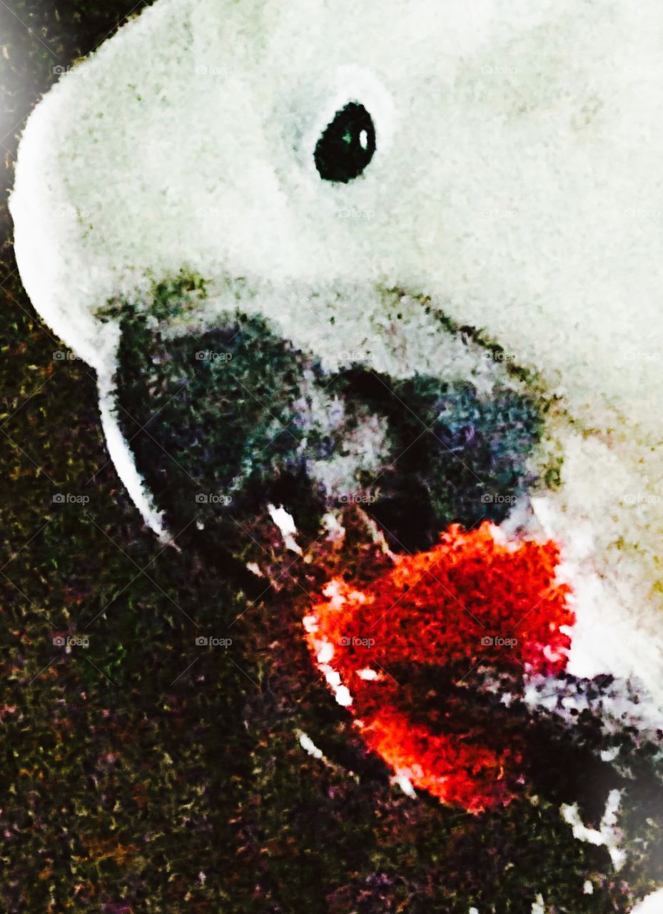 Cockatoo eating a strawberry 