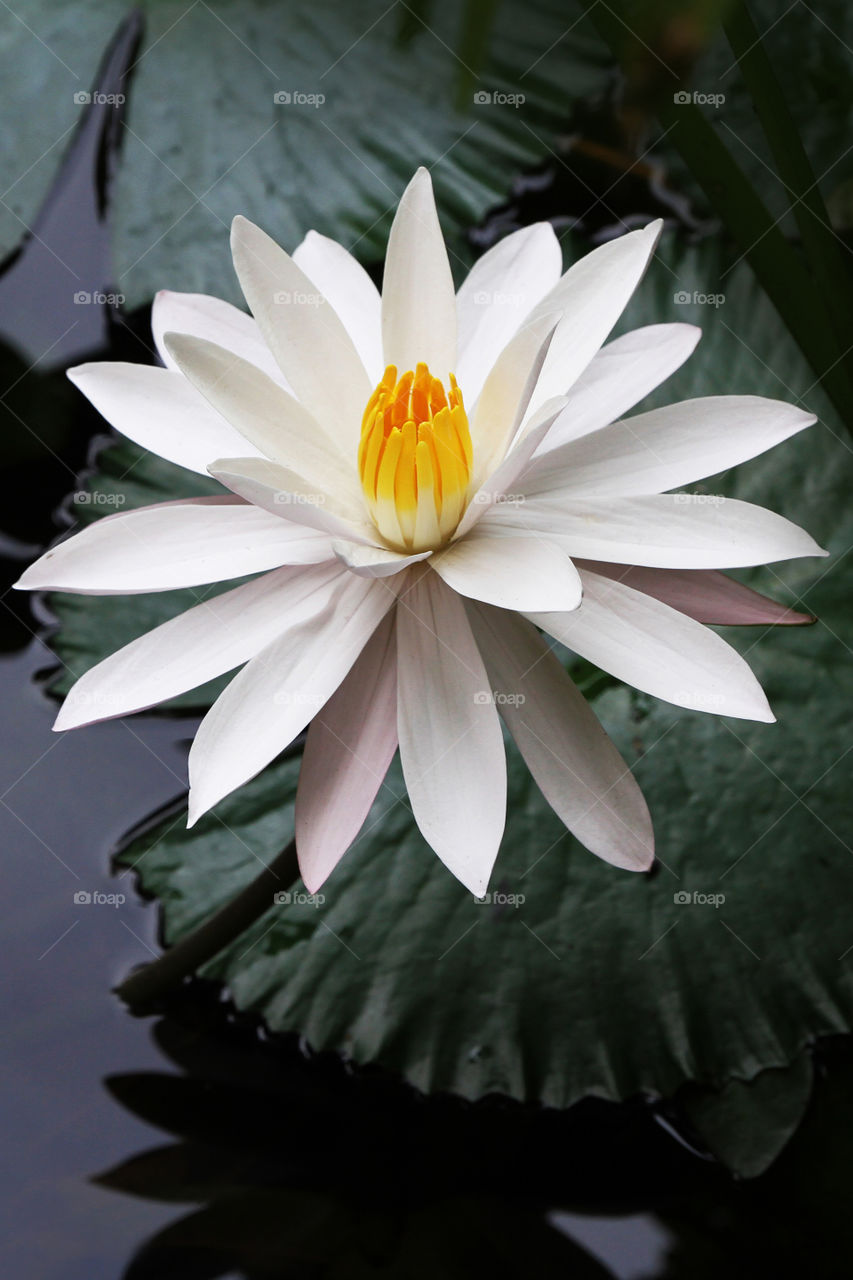 lotus