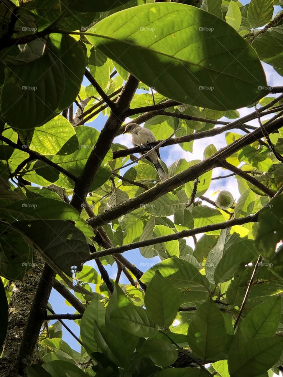 Bird in the avocado tree