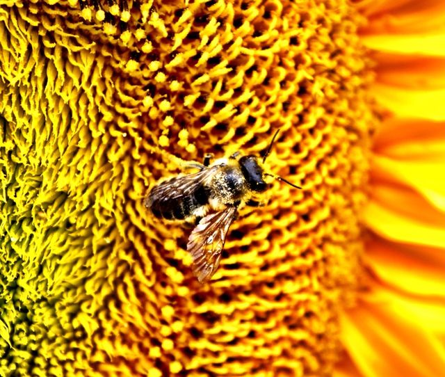 Sunflower bee