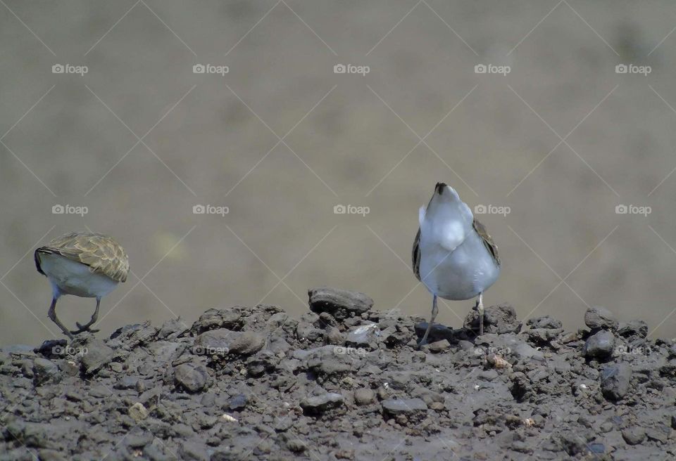 Kentish plover . Both of two interest for mating behavior . Flyng, running one - another interaction and sometimes looks for layying the eggs until the times .