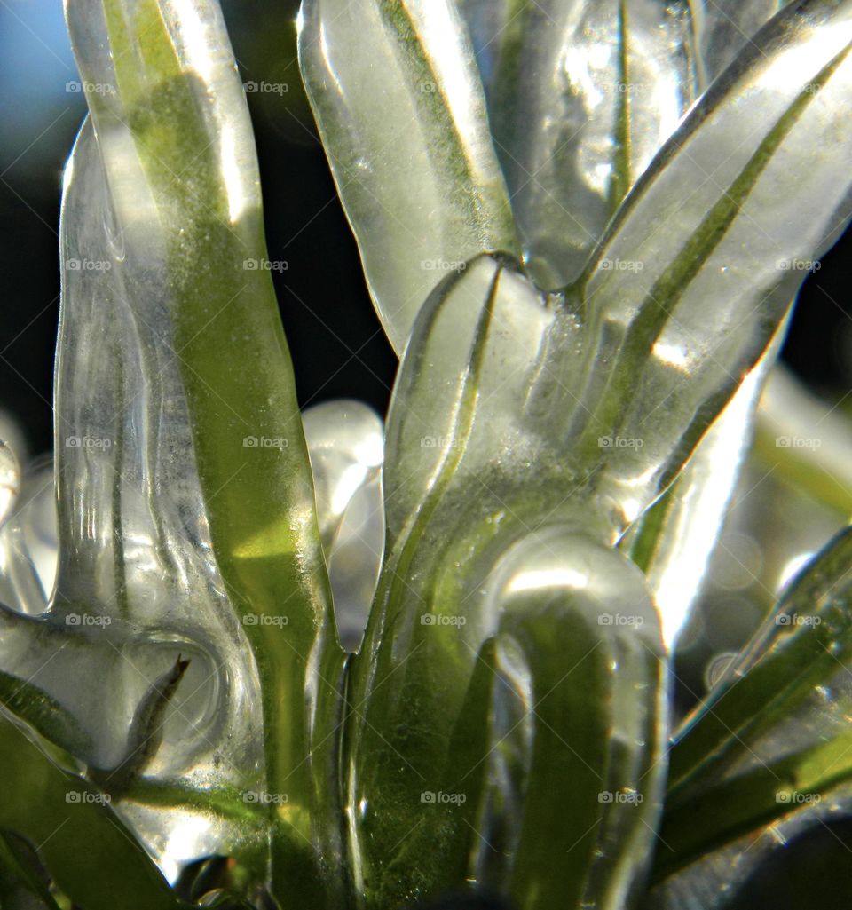 Nature’s Icy Artistry - Blades of frozen grass Surprise frost/ice - Notice a coating of ice crystals, formed by moisture in the air overnight, among other things. This ice usually forms as white ice crystals or frozen dew drops on the grounds surface