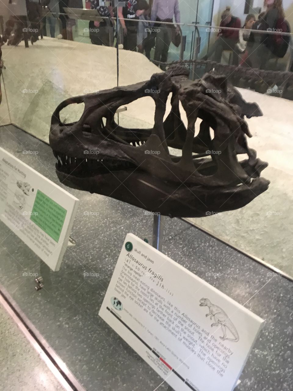 Dinosaur head