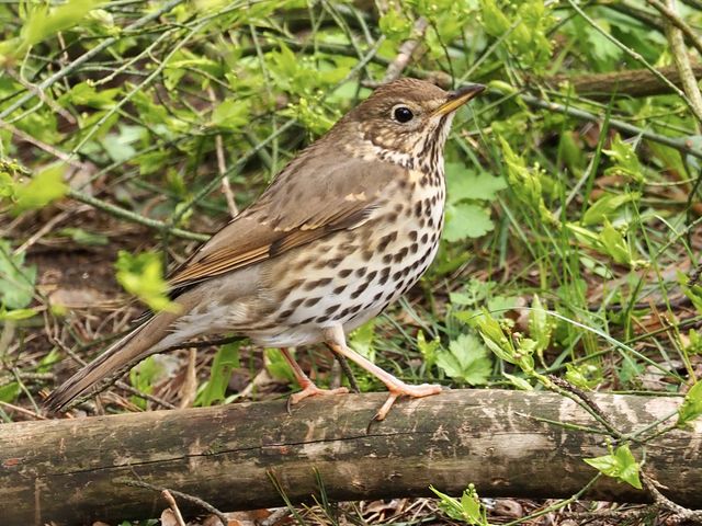 Thrush