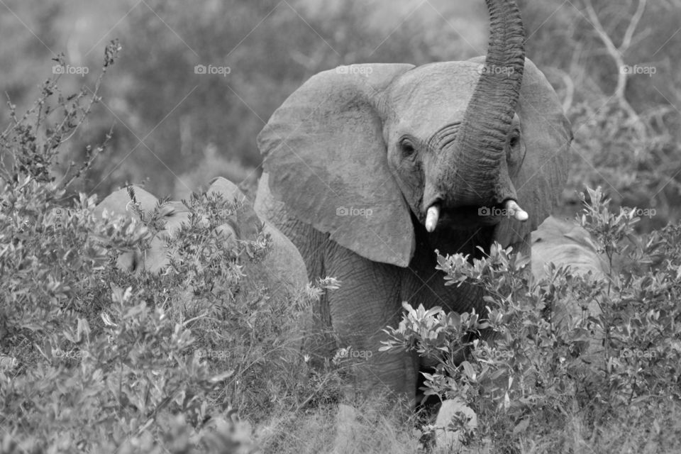 Young elephant bull in black and white is just as magnificent as in color, with trumpet held hide, showing off young and small tusks, flapping ears to show its dominance 