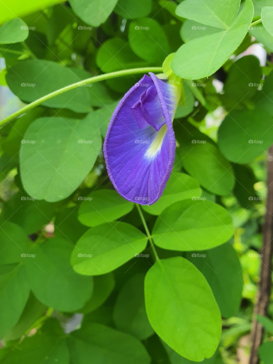 Butterfly Pea Flower (Clitoria ternatea)