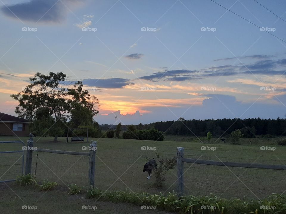 Beautiful South Georgia in the Evening