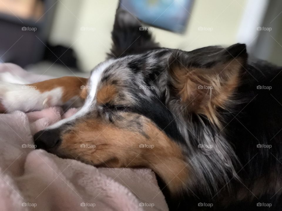 Jonah the Border Aussie 