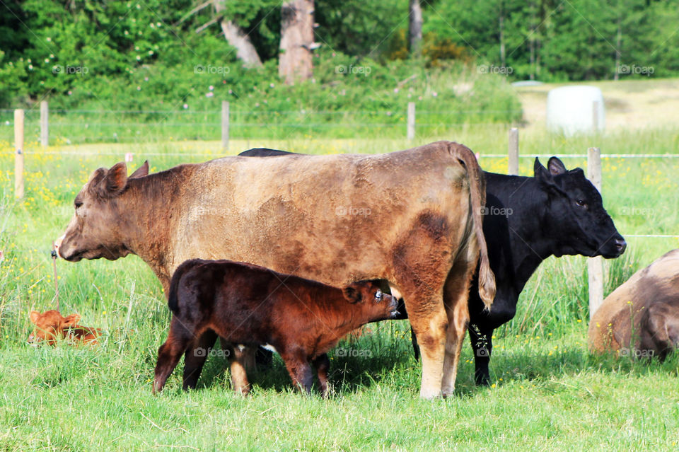 Happy cows enjoying a warm Spring day. One calf sleeping in the grass & another voraciously drinking a meal from her mom. She must have been pretty hungry as she got milk all over her face! 🐄