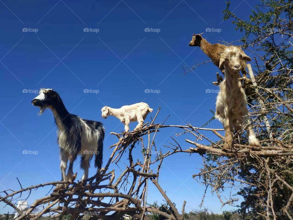 Beautiful goats on argania spinosa tree in Morocco.