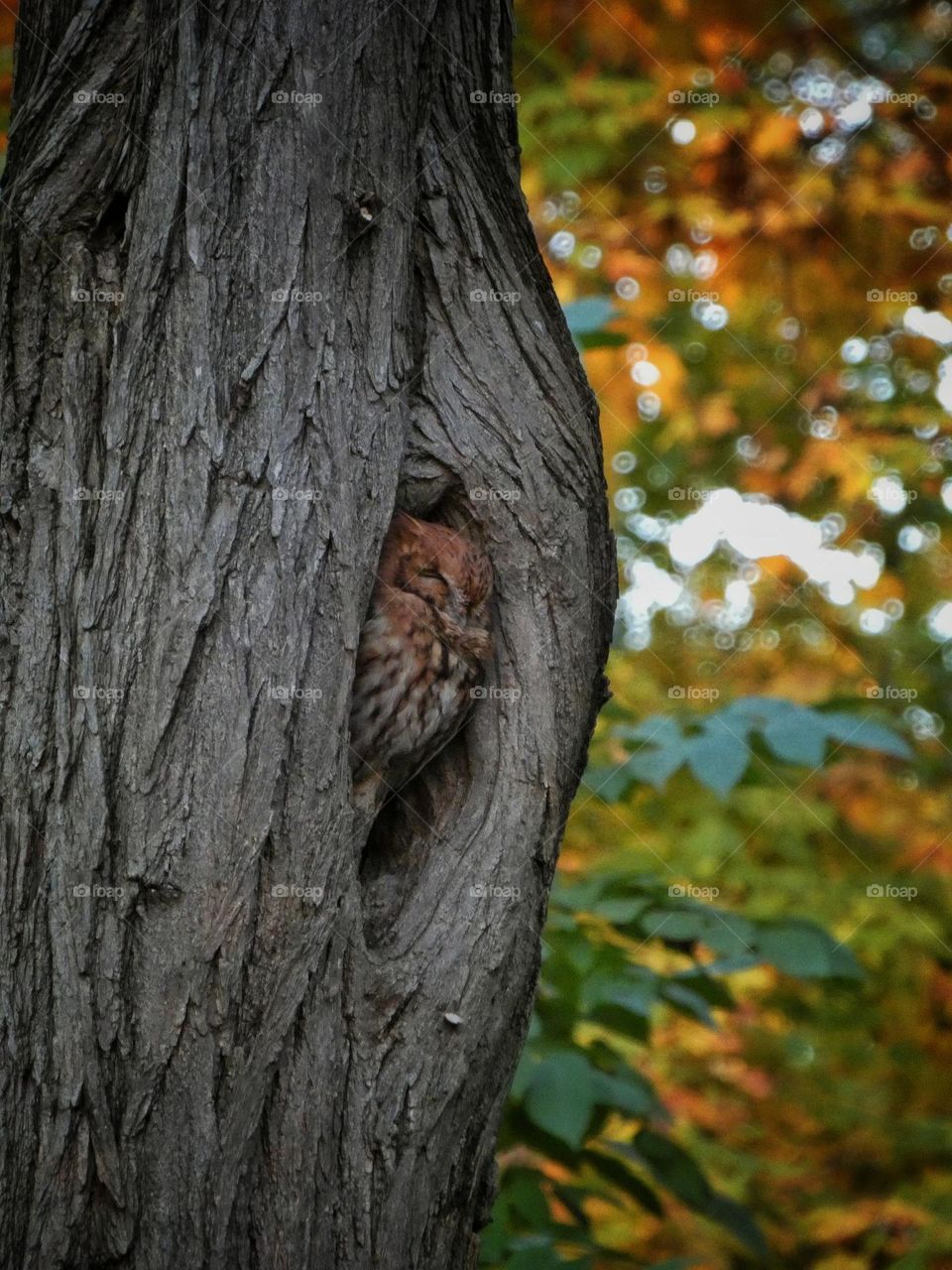 screech owl