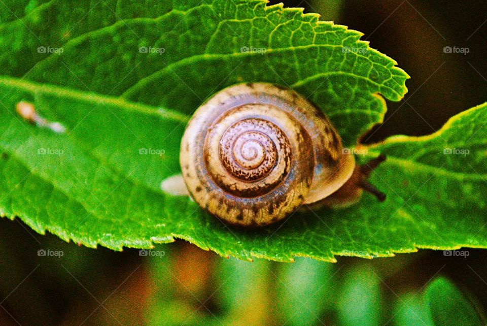 Close-up of snail on leaf