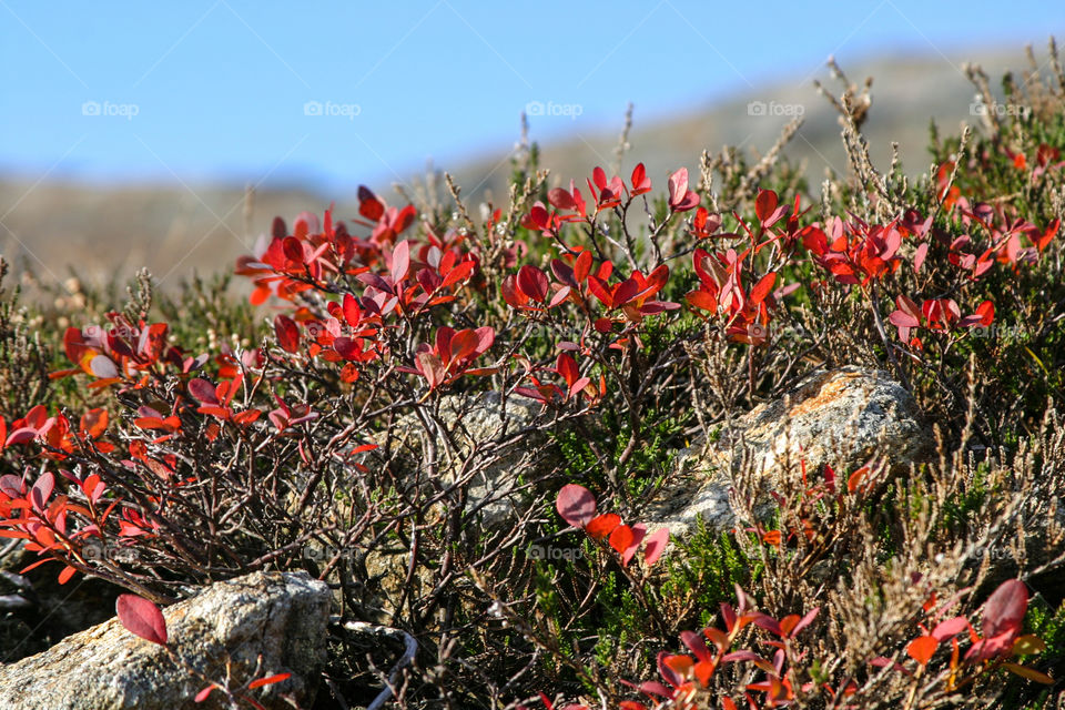 Red heather. 