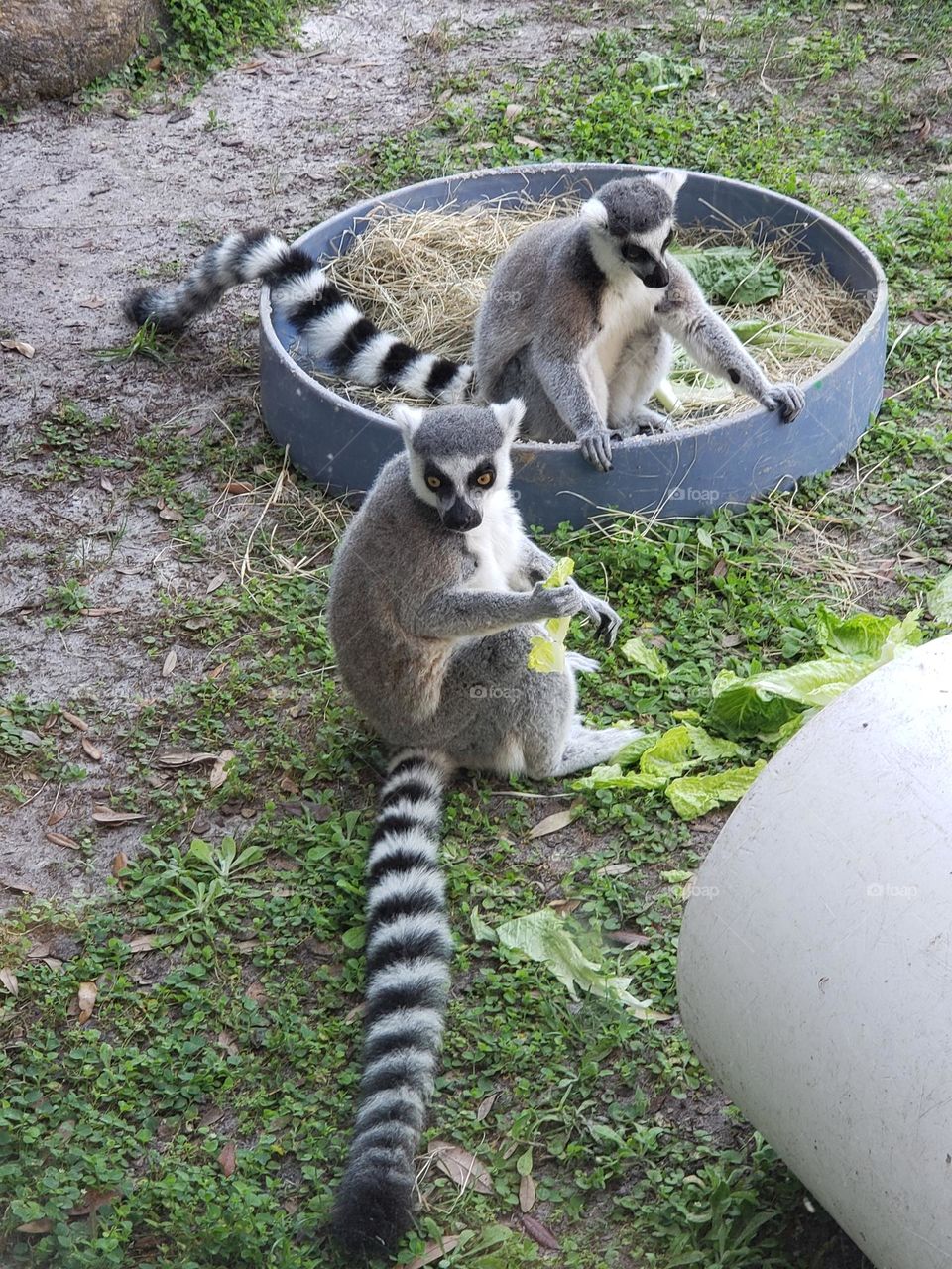 Ring-tailed Lemurs