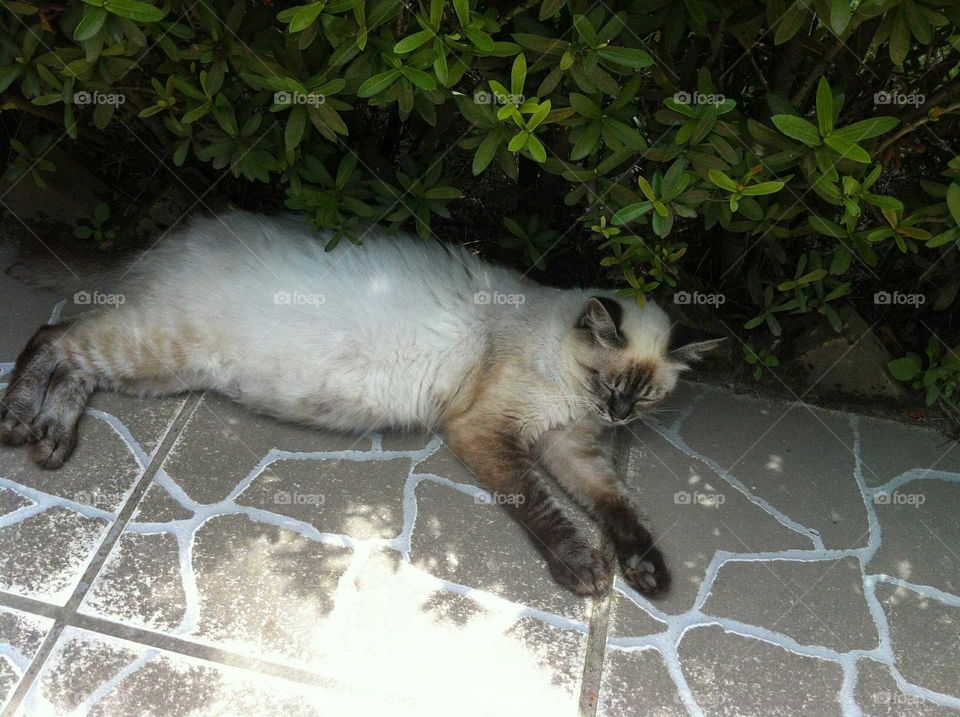 Cute cat sleeping in the sun