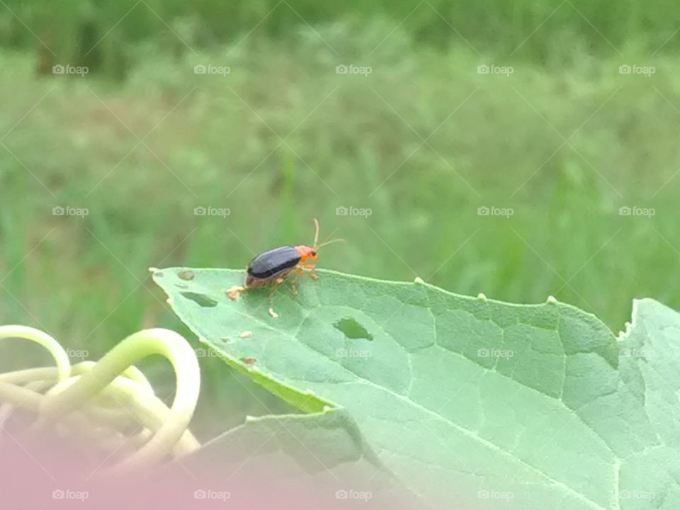 THE INSECT SO BEAUTIFUL OF NATURE.