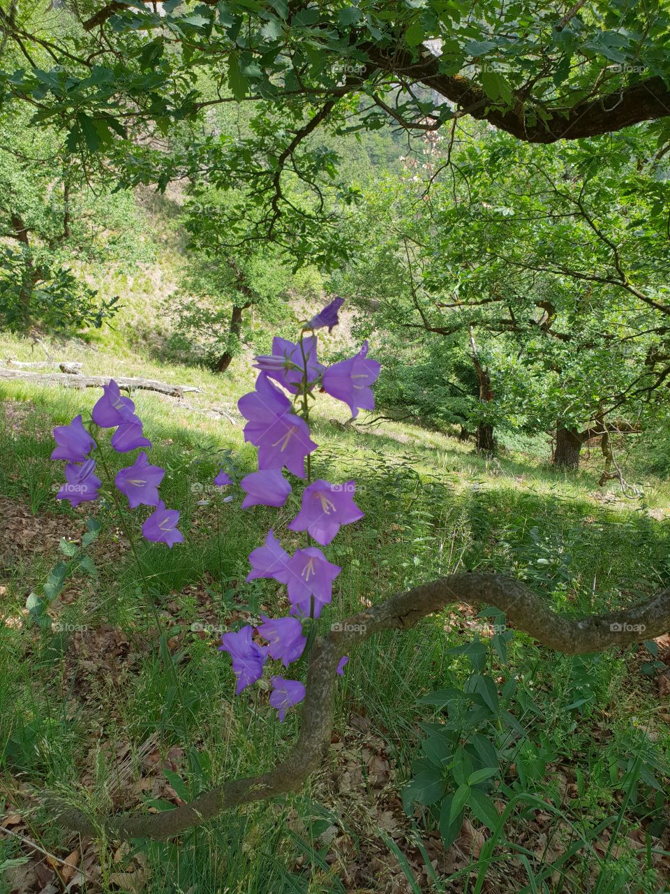Lila Blume Violet flower