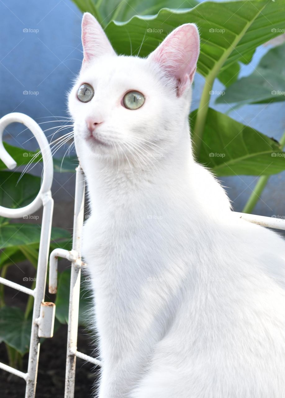 my little white feline // Nikon D3500