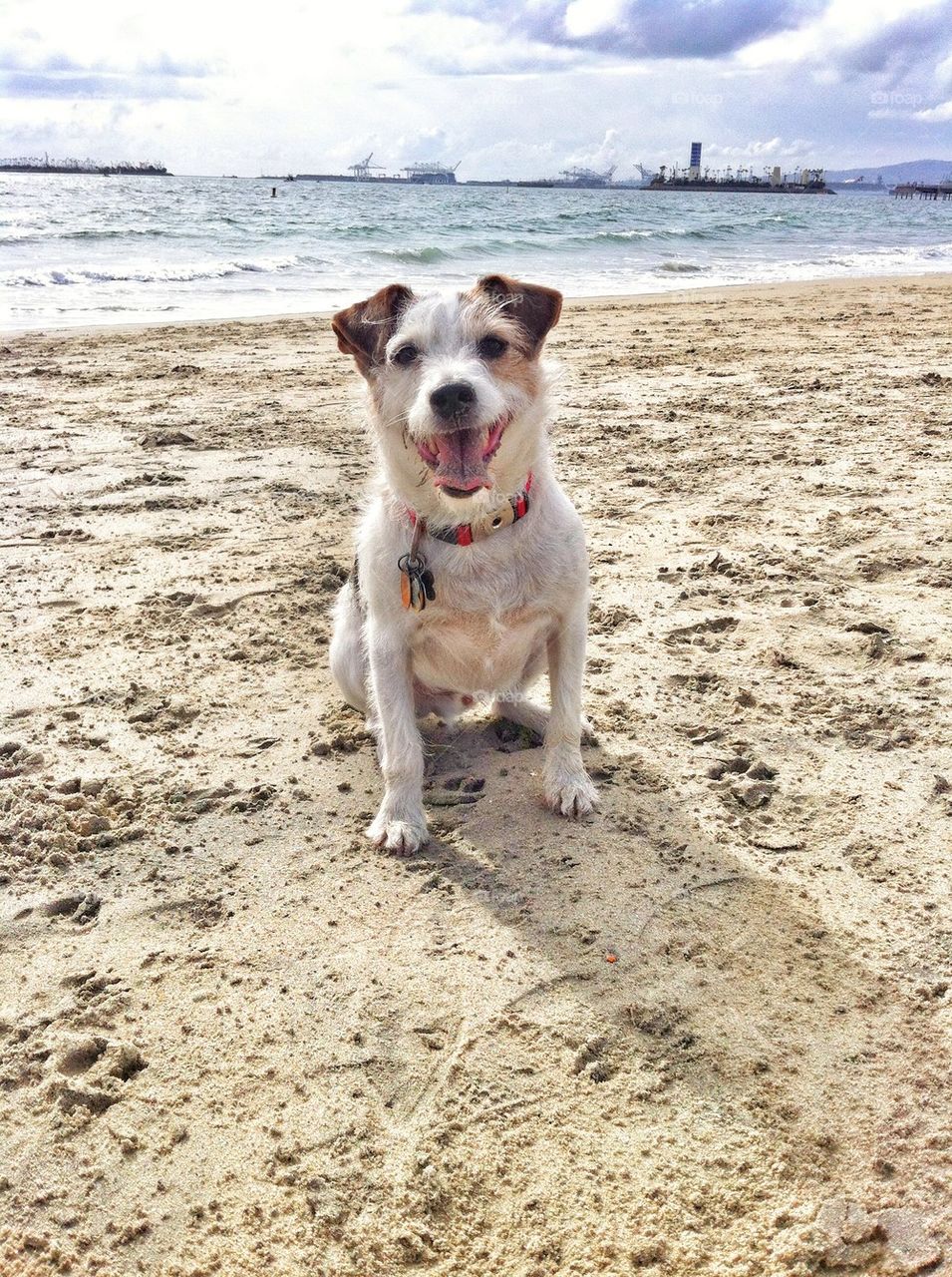 Happy dog beach