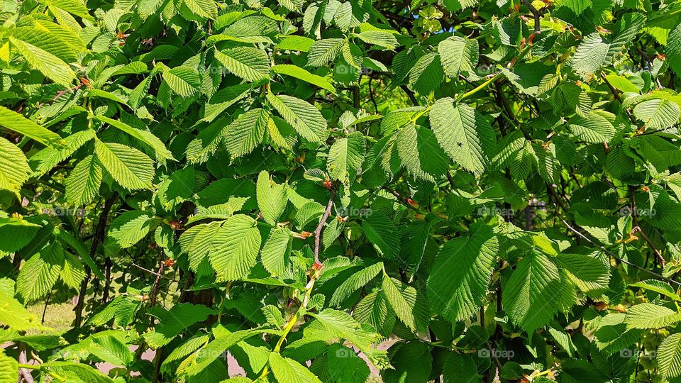 green tree leaves