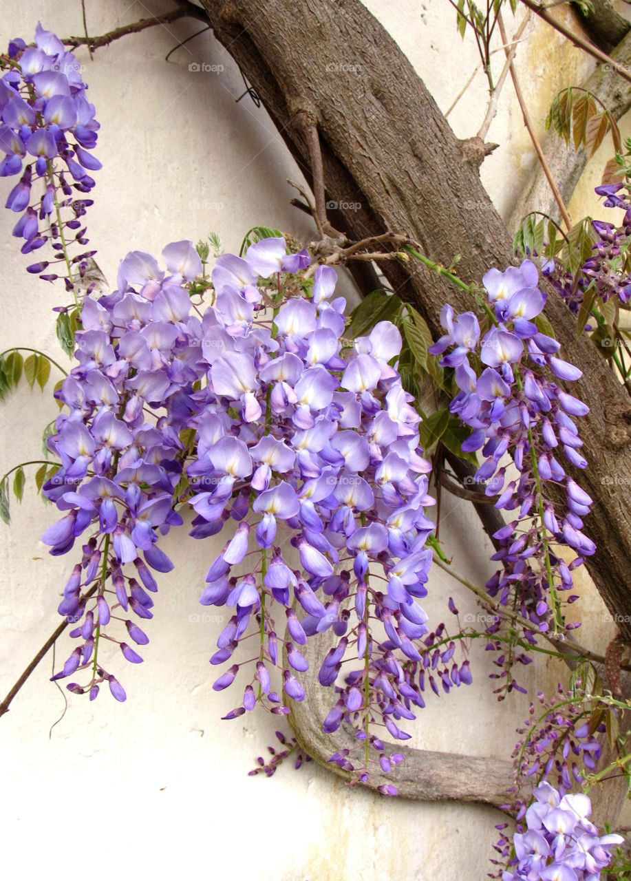 wisteria