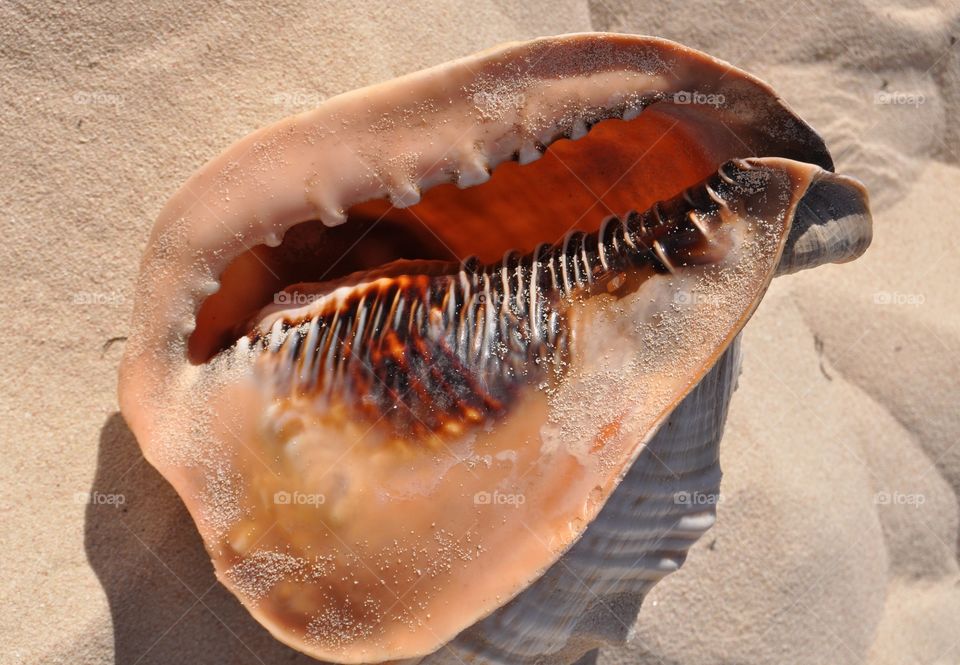 big tropical shell on Dominican Republic beach